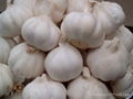 Manufactory Fresh Garlic Export 5