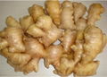 New Crop Fresh Ginger 2