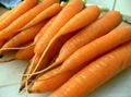 Fresh Carrot  1