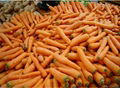 Fresh Carrot  2