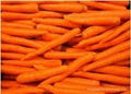 Fresh Carrot  4