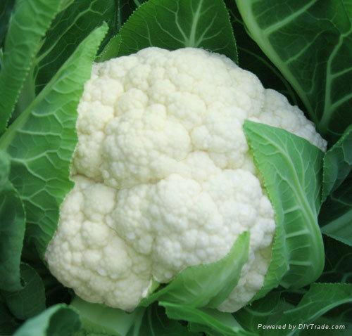 Frozen IQF Cauliflower 1