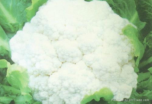 2012 New Crop Fresh Cauliflower 4