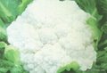 2012 New Crop Fresh Cauliflower 4