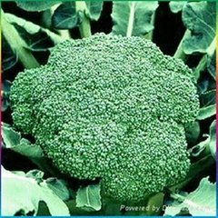 Frozen broccoli,IQF broccoli,Frozen vegetable