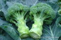 Frozen broccoli,IQF broccoli,Frozen vegetable 3