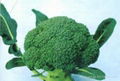 Frozen broccoli,IQF broccoli,Frozen vegetable 4