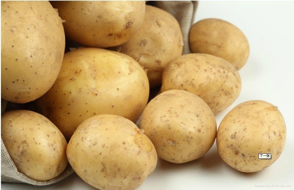 Fresh Vegetable Fresh Potato