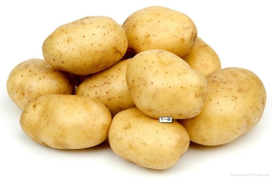 Fresh Vegetable Fresh Potato 2