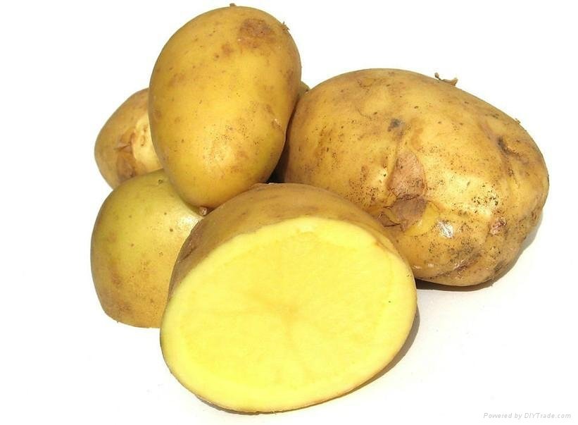 Fresh Vegetable Fresh Potato 4