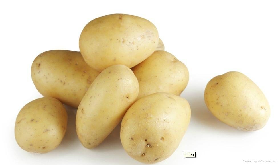 Fresh Vegetable Fresh Potato 5