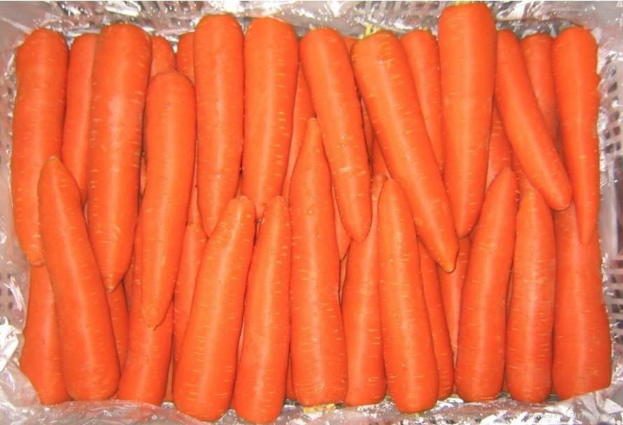 High Quality Fresh Carrot 