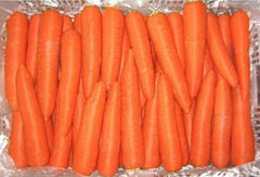 High Quality Fresh Carrot 