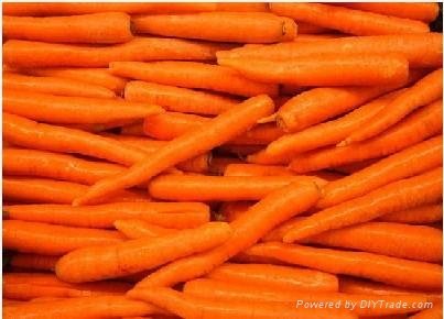 High Quality Fresh Carrot  2