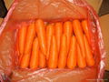 High Quality Fresh Carrot  3