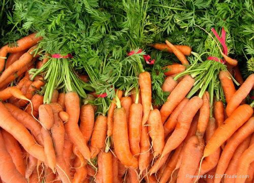 High Quality Fresh Carrot  4