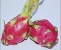 Fresh Pitaya Dragon Fruit