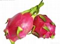 Fresh Pitaya Dragon Fruit 4