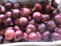 Chinese Onion 1