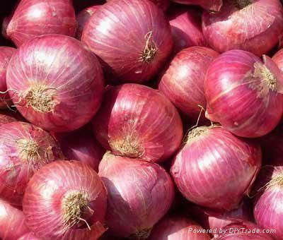 Chinese Onion 2