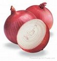 Chinese Onion 3