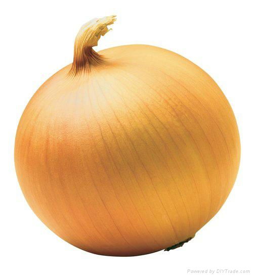 Chinese Onion 4