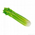 Chinese Fresh Celery