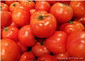 Fresh Chinese Red Tomato 2