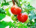 Fresh Chinese Red Tomato 3