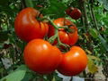 Fresh Chinese Red Tomato 4