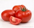 Fresh Chinese Red Tomato 5