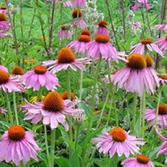 Echinacea Herb P.E