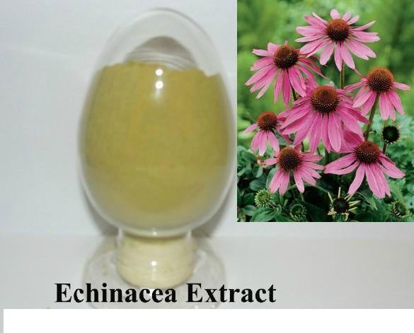 Echinacea Herb P.E  2