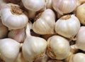 Garlic extract 2