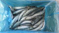 Frozen Pacific Mackerel