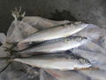 Frozen Pacific Mackerel 3