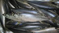 Frozen Pacific Mackerel 4