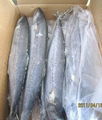 Spanish Mackerel(Scomberomorus