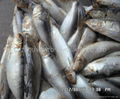 Sardine fish 1