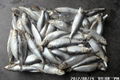 Sardine fish 2