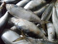 Sardine fish 5
