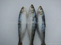 Sardine fish 3
