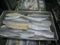 Spanish Mackerel  Fillets 2