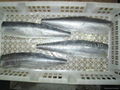 Spanish Mackerel  Fillets 3