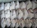 Frozen Silver Pomfret