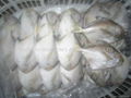 Frozen Silver Pomfret 5