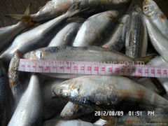 FROZEN Sardine ,New Arrivals