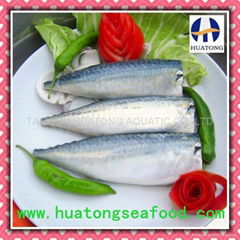 Pacific Mackerel HGT