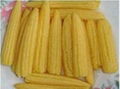 canned baby corn 1