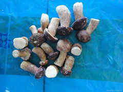 2012 new crop frozen boletus edulis (A